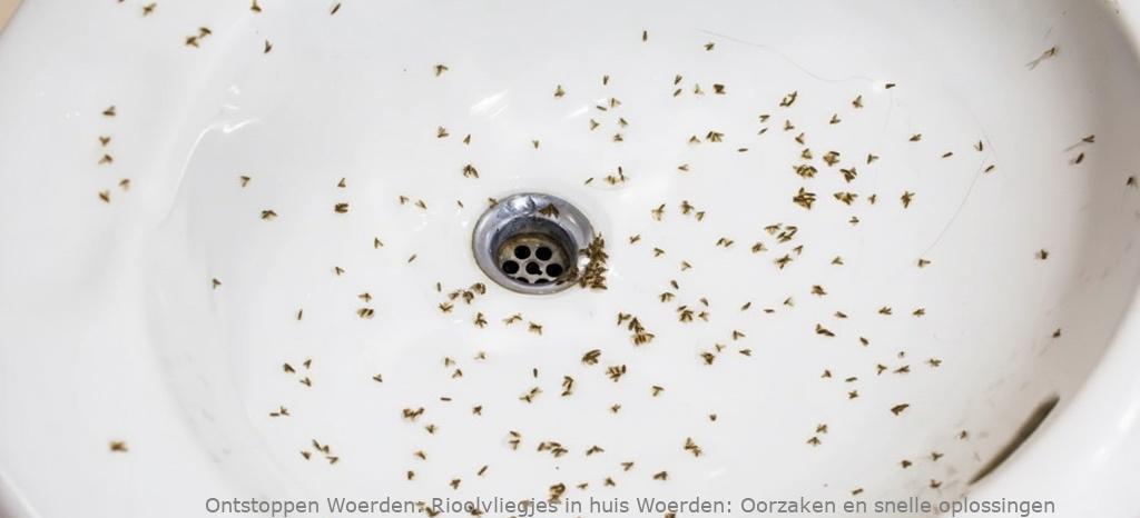 Rioolvliegjes in huis Woerden: Oorzaken en snelle oplossingen